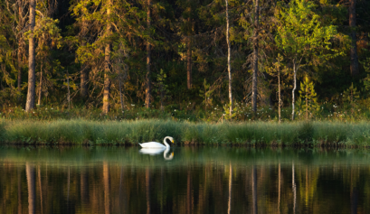 Joutsen ui kesäiltana lammessa Kuusamossa